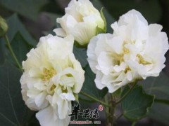 木芙蓉的功效与作用
