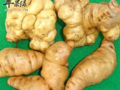 鲜地黄的功效与作用