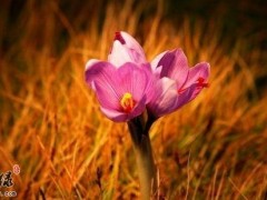 番红花的功效与作用