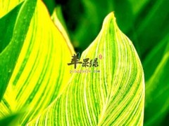 美人蕉的功效与作用
