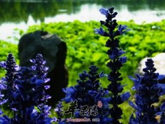 薰衣草图片