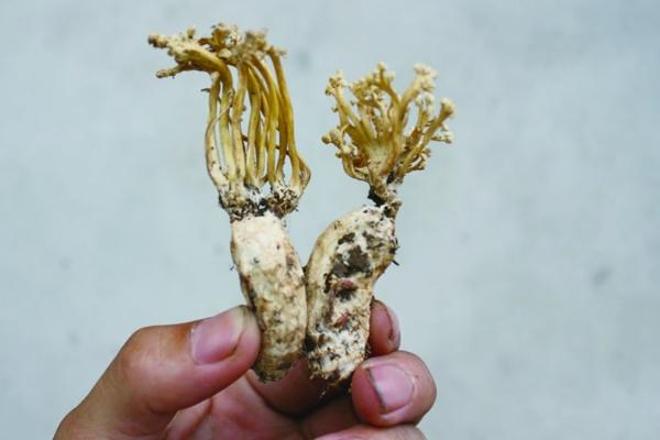 金蝉花的功效与作用