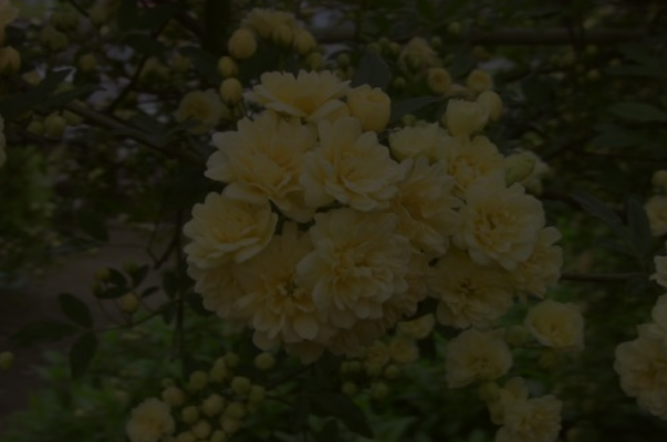 木香图片