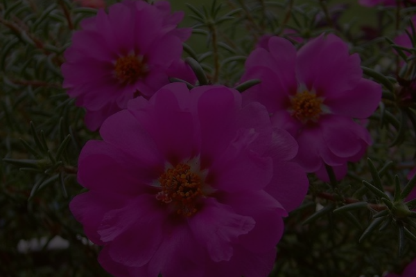 杜鹃花图片大全