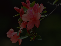 杜鹃花图片大全