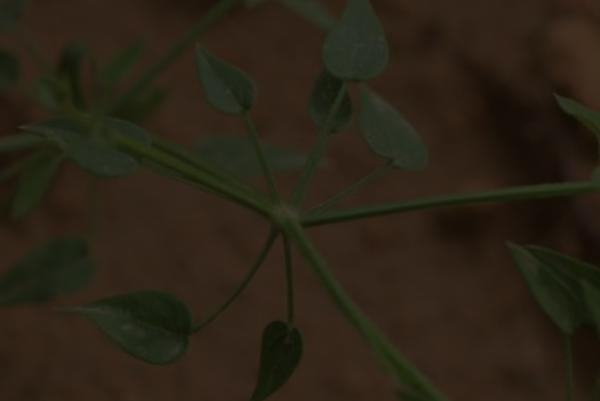 茜草图片