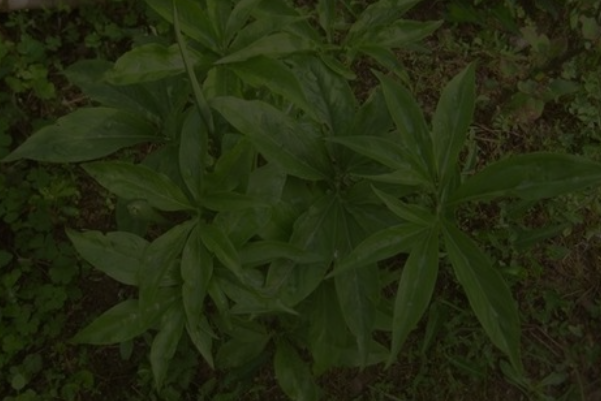 茜草图片