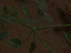 茜草图片