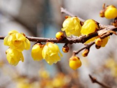 蜡梅花图片