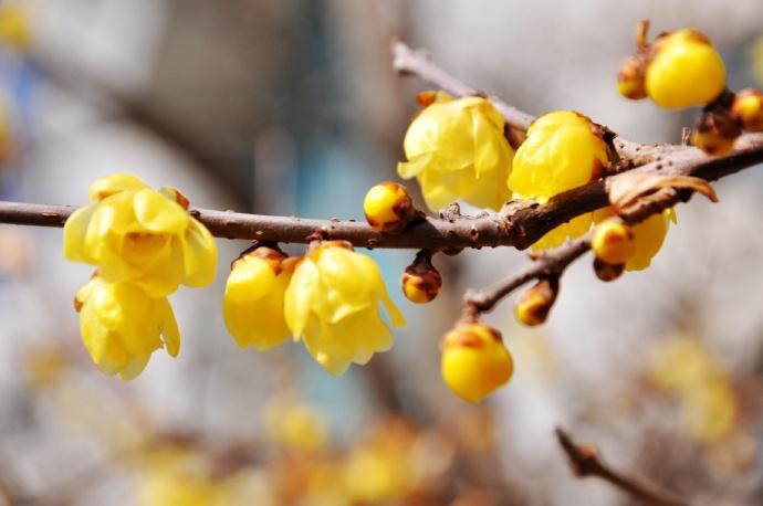 蜡梅花图片