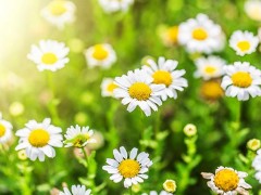 除虫菊图片