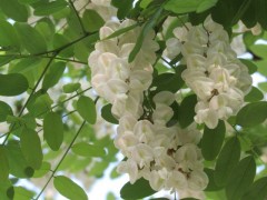 槐树花图片