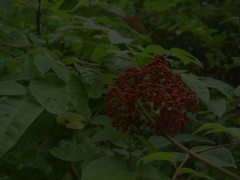 吴茱萸图片