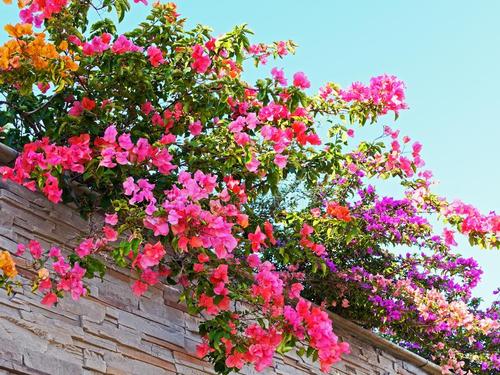 葛花图片