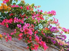 葛花图片