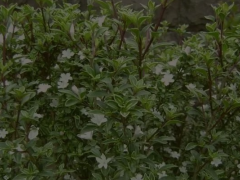荆芥图片