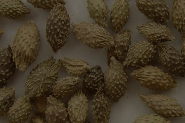 苍耳子图片