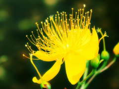 一枝黄花图片