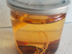 鹿鞭泡酒的最佳配方
