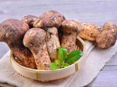 野生松茸怎么吃