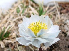 雪莲花治什么病