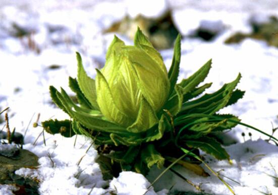 雪莲花治什么病