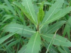 青青菜是什么
