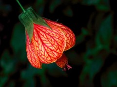 灯笼花的做法