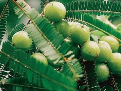余甘子的功效与作用