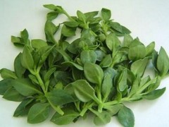 穿心莲的功效与作用
