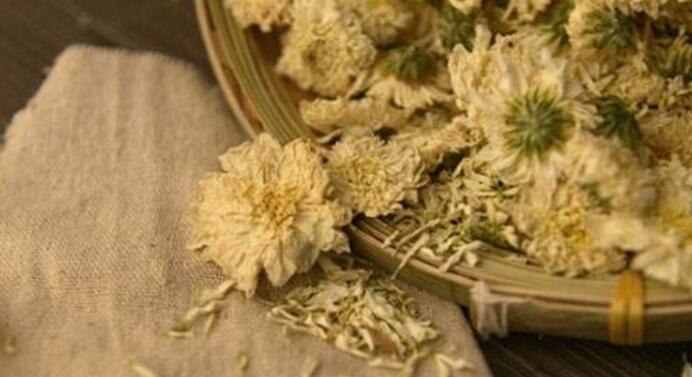白菊花的功效与作用