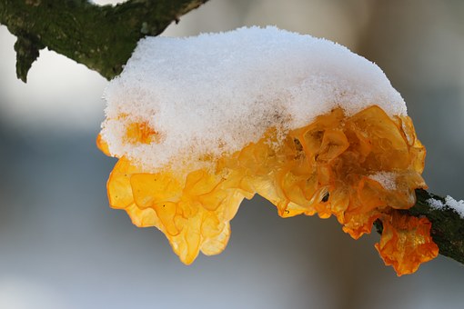 银耳的营养价值