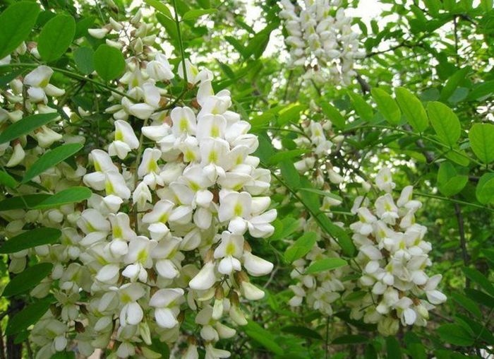 槐花的常见做法