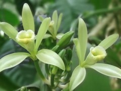 香草的功效与作用