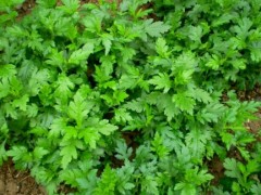 菊花脑怎么吃