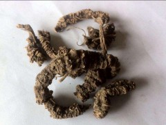 蜘蛛香的功效与作用有什么