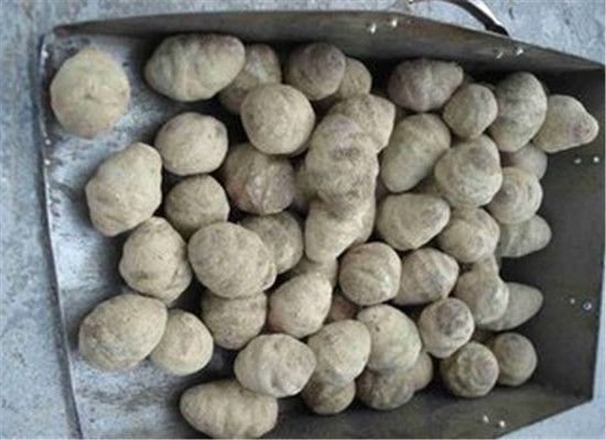 泽泻的副作用有哪些 三个注意事项
