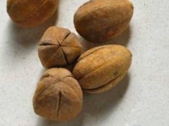 巴豆能帮助减肥吗 不能盲目服用