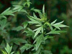 艾草怎么吃