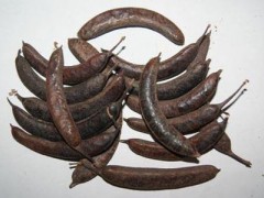 猪牙皂有哪些功效和作用