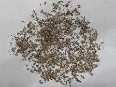 鹤虱的副作用是什么