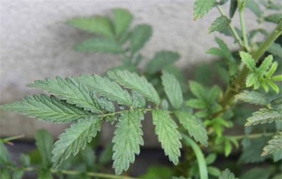 仙鹤草的功效与作用是什么
