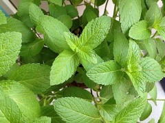 新鲜的薄荷叶可以泡水喝吗