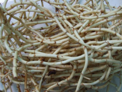 鱼腥草怎么吃