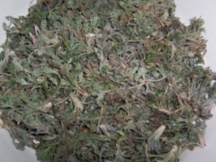 茵陈的药用价值和副作用