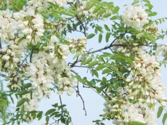 为大家介绍一些槐花的吃法