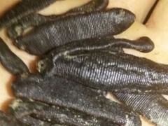 水蛭的药用价值很广泛 一起来看看