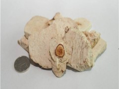 来看看茯神和茯苓的区别