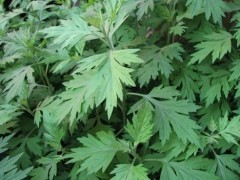 红艾草如何辨别 这样的红艾草很不错