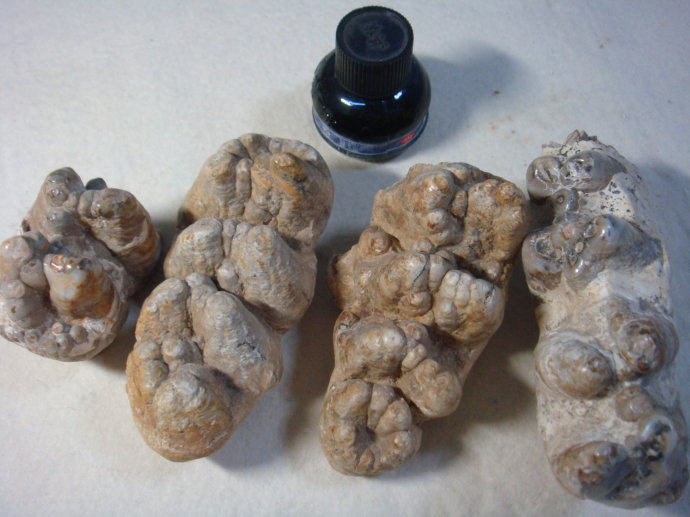 龙齿的功效和作用是有哪些呢